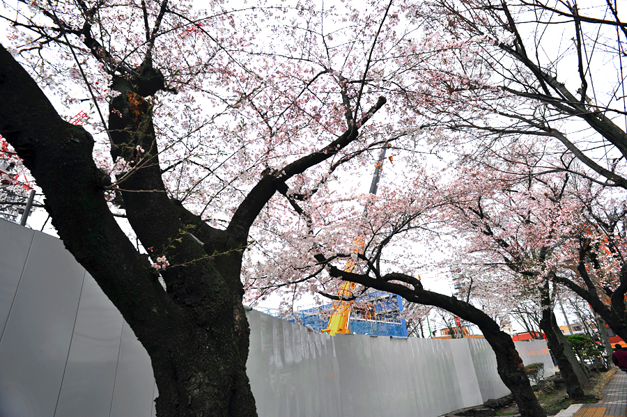 桜は咲く