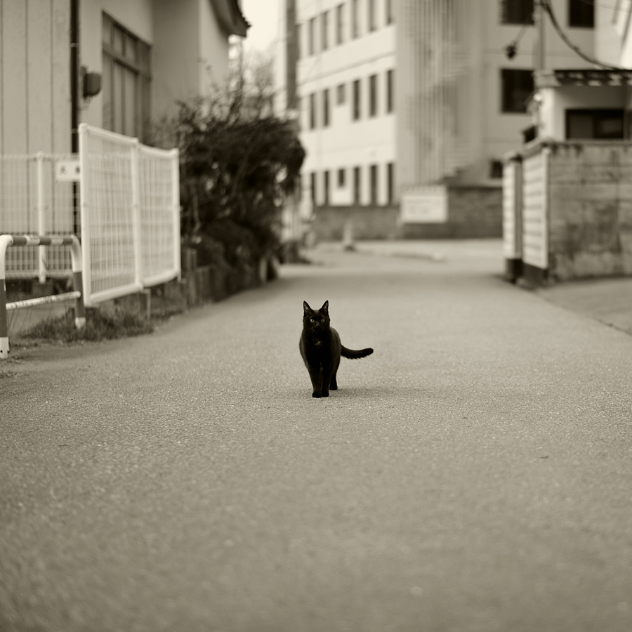 黒猫さくら